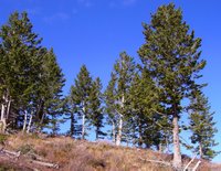 Conifer trees such these in Utah's Wasatch Range dominate many of Earth's temperate forests despite an internal plumbing problem: very short 