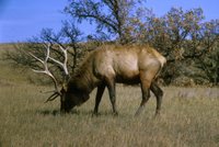 Title: Elk, Alternative Title: (Cervus elaphus), Creator: USFWS, Source: WO-4419, Publisher: U.S. Fish and Widlife Service, Contributor: DIVISION OF PUBLIC AFFAIRS