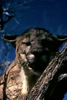 Title: Florida Panther   Alternative Title: (Felis concolor coryi), Creator: Pfitzer, D.W., Source: WO1078-28, Publisher: U.S. Fish and Wildlife Service, Contributor: DIVISION OF PUBLIC AFFAIRS
