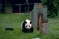 Title: Giant Panda, Alternative Title: (Ailuropoda melanoleuca), Creator: Stolz, Gary M., Source: WO8455-002, Publisher: U.S. Fish and Wildlife Service, Contributor: DIVISION OF PUBLIC AFFAIRS.