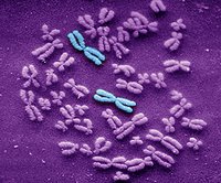 False-colour image of human chromosomes with chromosome 1 pair identified in blue. Credit: Indigo Instruments.