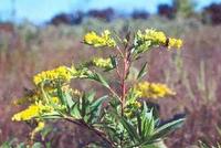 Goldenrod (Solidago canadensis var. scabra) adopted as state flower in 1926.