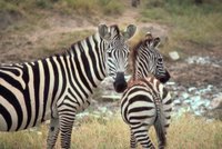 Title: Grant's Zebra, Alternative Title: (Equus burchelli boehmi), Creator: Stolz, Gary M., Source: WO5667-007, Publisher: U.S. Fish and Wildlife Service, Contributor: DIVISION OF PUBLIC AFFAIRS