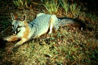 Title: Gray Fox, Alternative Title: (Urocyon cinereoargenteus), Creator: USFWS, Source: WO1088-25, Publisher: U.S. Fish and Wildlife Service, Contributor: DIVISION OF PUBLIC AFFAIRS
