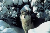 Title: Gray Wolf, Alternative Title: (Canis lupus), Creator: Brooks, Tracy - Mission Wolf/USFWS, Source: WO5232, Publisher: U.S. Fish and Wildlife Service, Contributor: DIVISION OF PUBLIC AFFAIRS