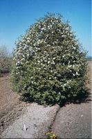 The White Hawthorn Blossom (Crataegus arnoldiana) was named the state flower of Missouri on March 16, 1923.