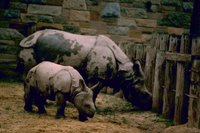 Title: Indian Rhinos, Alternative Title: (Rhinoceros unicornis), Creator: Stolz, Gary M. Source: WO8458-002, Publisher: U.S. Fish and Wildlife Service, Contributor: DIVISION OF PUBLIC AFFAIRS.
