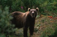 Title: Kodiak Brown Bear, Alternative Title: Ursus arctos, Creator: Hollingworth, John and Karen, Source: WV10255, Publisher: U. S. Fish and Wildlife Service, Contributor: NATIONAL CONSERVATION TRAINING CENTER-PUBLICATIONS AND TRAINING MATERIALS.