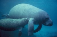 Title: Manatee with calf, Alternative Title: (none), Creator: Rathburn, Gaylen, Source: WO3544-Highlights, Publisher: U.S. Fish and Wildlife Service, Contributor: DIVISION OF PUBLIC AFFAIRS,
