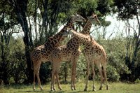 Title: Masai giraffe, Alternative Title: (Giraffa camelopardalis tippelskirchi), Creator: Stolz, Gary M. Source: WO5635-007, Publisher: U.S. Fish and Wildlife Service, Contributor: DIVISION OF PUBLIC AFFAIRS.