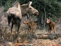 Title: Moose cow with two calves, Alternative Title: (Alces alces shirasi Nelson), Creator: USFWS, Publisher: (none), Contributor: YUKON FLATS NATIONAL WILDLIFE REFUGE.