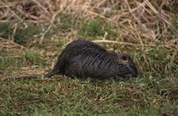 Title: Nutria, Alternative Title: (Myocaster coypus), Creator: Hollingsworth, John and Karen, Source: WV10887, Publisher: U.S. Fish and Wildlife Service, Contributor: NATIONAL CONSERVATION TRAINING CENTER-PUBLICATIONS AND TRAINING MATERIALS.