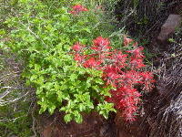 THE BRIGHT RED FLOWERS OF LONG-LEAVED PAINTBRUSH (CASTILLEJA LINARAIEFOLIA)
