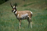 Title: Pronghorn Antelope, Alternative Title: (Antilocapra americana), Creator: Leupold, James C. Source: WO2658-023, Publisher: U.S. Fish and Wildlife Service, Contributor: DIVISION OF PUBLIC AFFAIRS.