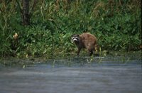 Title: Raccoon, Alternative Title: (Procyon lotor), Creator: Hollingsworth, John and Karen, Source: WV10821, Publisher: (none), Contributor: NATIONAL CONSERVATION TRAINING CENTER-PUBLICATIONS AND TRAINING MATERIALS .