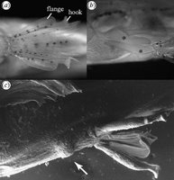 Figure 3 (a) Paedocypris micromegethes, paratype male, ZRC 49869, 10.4mm; pelvic fins, anteroventral view, showing hook and flange on anterior ray. (b) Paedocypris micromegethes, paratype, male, BMNH 2004.11.16.1-40, 10.9mm, ventrolateral view on hypertrophied pelvic arrector and abductor muscles marked by asterisk symbols. (c) Paedocypris progenetica, paratype male, ZRC 43199, 8.5mm, scanning electronic micrograph of pelvic region in ventrolateral view, arrow points to keratinized prepelvic knob.