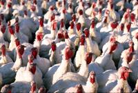 Thanksgiving Turkeys 2, Image Number: 78CS0509, Domestic Turkeys, USDA Photo by: Gene Alexander.
