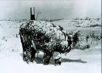 Young steer after a March blizzard. Blizzard conditions are extremely hard on exposed livestock. Image ID: wea00950, Historic NWS Collection Location: Rapid City, South Dakota Photo Date: March 4, 1966