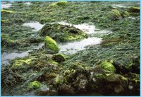 Tidepool Seaweed, NOAA, Olympic Coast National Marine Sanctuary