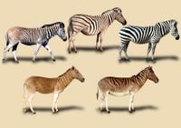 Current living zebras (top row), extinct quaggas (bottom row)  Click here for a high resolution image.
