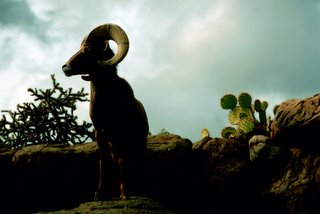 Title: Desert Bighorn Sheep   Alternative Title: (Ovis canadensis mexicana)   Creator: Stolz, Gary M.   Source: WO8042-010  Publisher: U.S. Fish and Wildlife Service, Contributor: DIVISION OF PUBLIC AFFAIRS