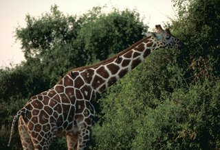 Title: Reticulated giraffe, Alternative Title: (Giraffa camelopardalis reticulata), Creator: Stolz, Gary M. Source: WO5634-007, Publisher: U.S. Fish and Wildlife Service, Contributor: DIVISION OF PUBLIC AFFAIRS