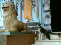 Main entrance of the Kankeshwar Shiva Temple. The dog posing like the lion guardian idol, accompanied us all the way down, I don’t know why?