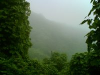 Mist or Fog, actually these are the clouds, as we reach 1,200 ft above sea level. This scenic beauty will drive you mad.