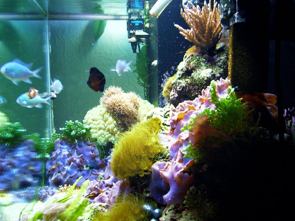 freshwater aquarium lighting guide