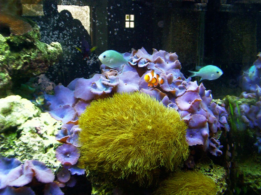 Reef Aquarium Fishes by Scott W. Michael Reef Aquarium Fishes by Scott W. Michael