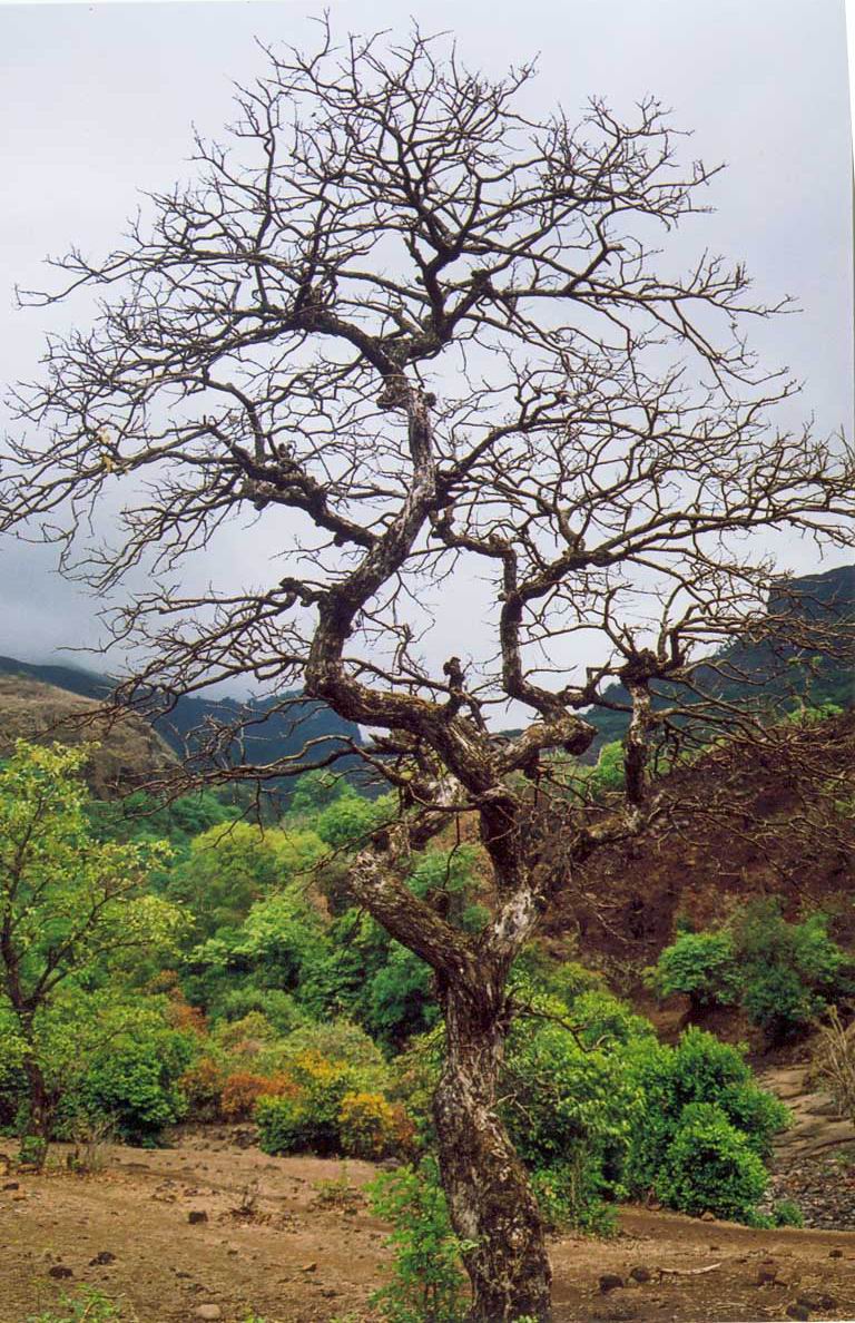 Yet Another Tree