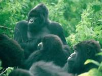 Gorilla silverback and family