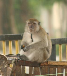 Captive long-tailed macaque in rain