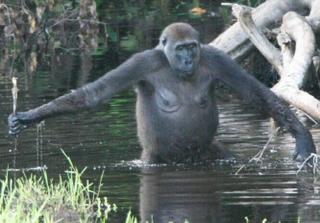 Wild gorilla using walking stick to wade in pond: Click for larger version