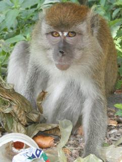 Long-tailed macaque