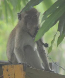 Captive monkey