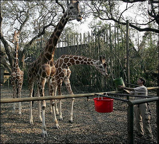 Audubon Zoo General Curator Dan Maloney feeds the zoo's giraffes in New Orleans, Louisiana in the aftermath of hurricane Katrina.