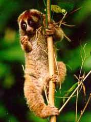 Slow loris, photo from Forest Department Sarawak