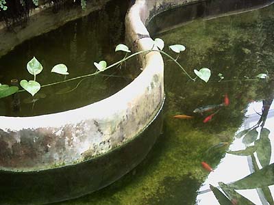Peces en estanque