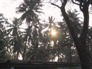 Sunrise thru the Palm tops