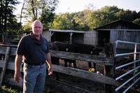 Mike with Treg's cows