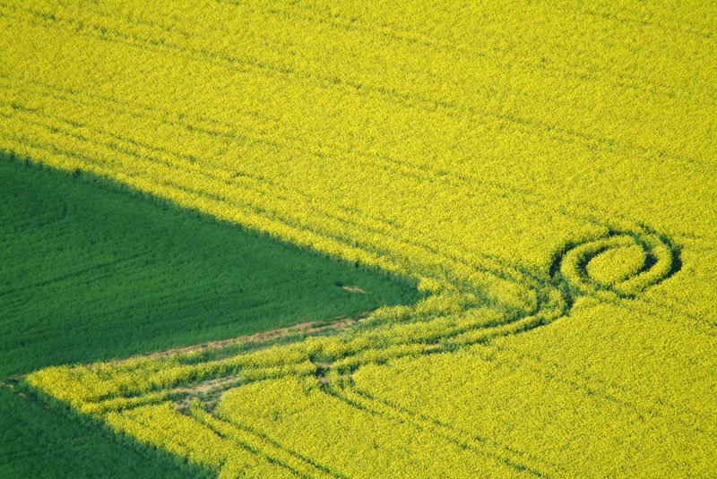 Rape field