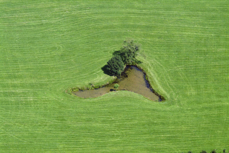 Pond in Meadow