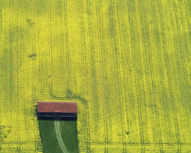 Barn in a rape field