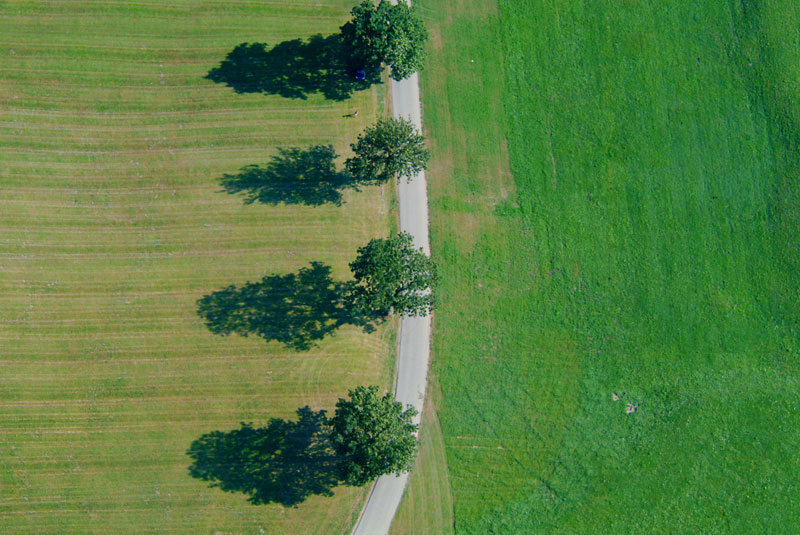 Road with trees