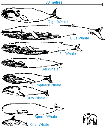 Whales By Size Chart