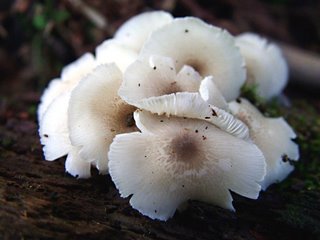 Fungus, Oshawa Creek - August 2005