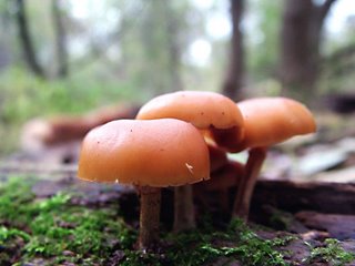 Mushrooms & Moss - Oshawa Creek - October 2005