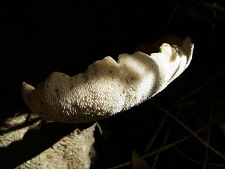 White Fungus - Oshawa Creek - October 2005