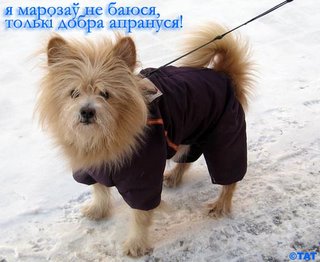 This funny dog lives in Minsk, I met it one hour ago in the city:)